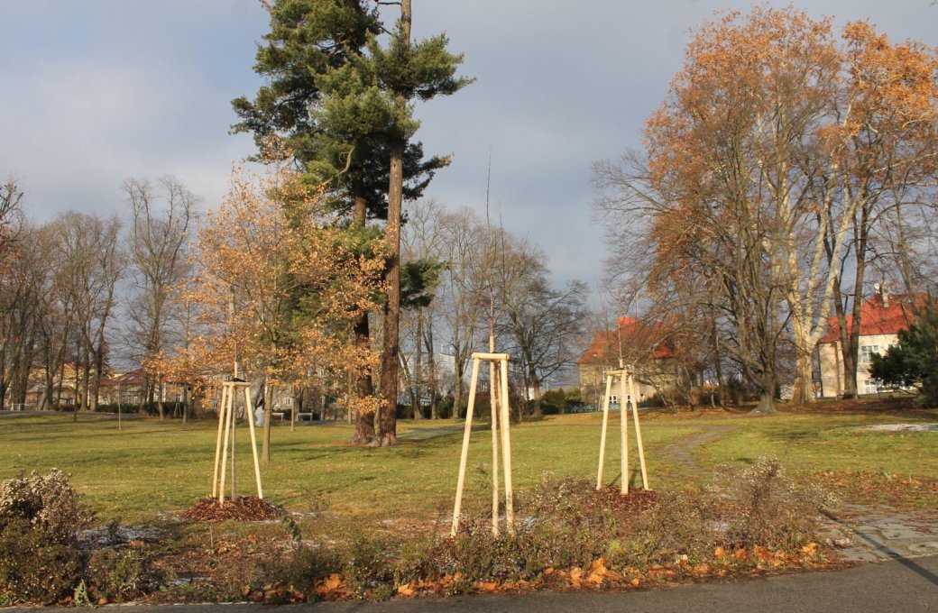 V olomouckých historických parcích se pokračuje s revitalizací zeleně dle projektu „Obnovy vegetačních prvků“ 