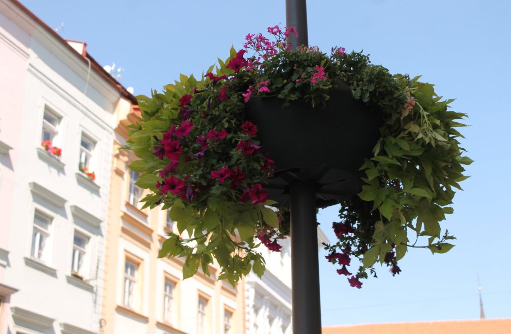 Olomoucké Dolní náměstí rozkvetlo díky zahradníkům Výstaviště Flora