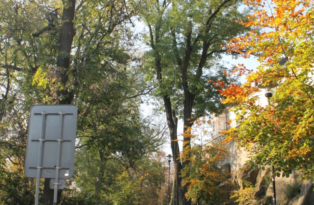 Od poloviny října v parcích probíhá arboristické ošetření stromů