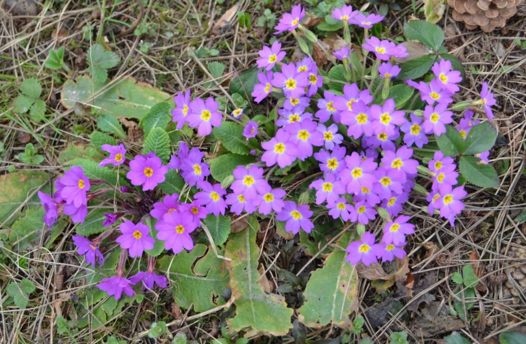 Olomoucké rozárium i Botanická zahrada se opět otevírají!