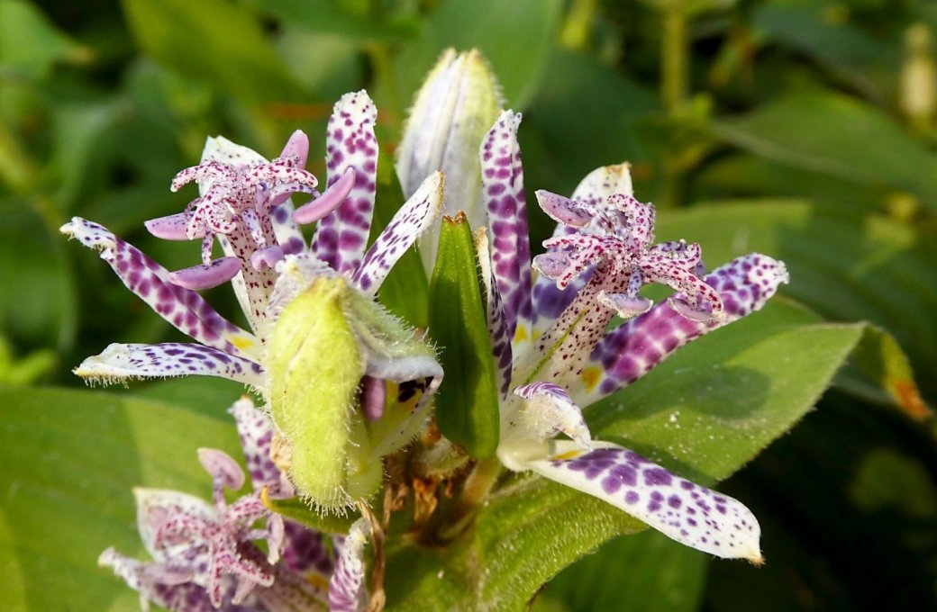 Obří květ leknínu či rozkvetlé růže. Areál Výstaviště Flora v září nabízí celou řadu lákadel