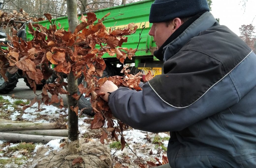 Nové stromy v parcích, další růže v rozáriu. O zeleň Výstaviště Flora pečuje i v zimě