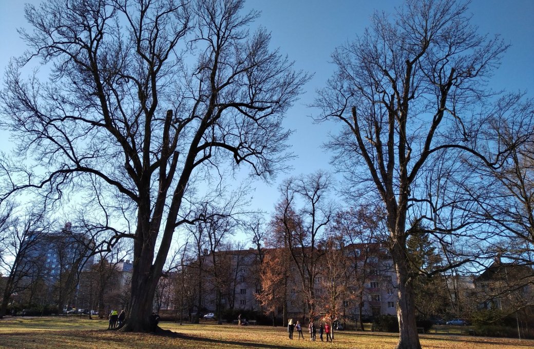 Návštěvníky parků žádáme o opatrnost. Opět hrozí silný vítr