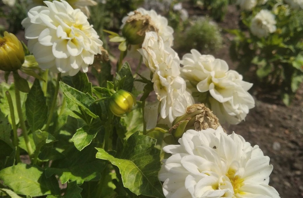 Výstaviště Flora vrací na část hlavní aleje ornamentální záhony