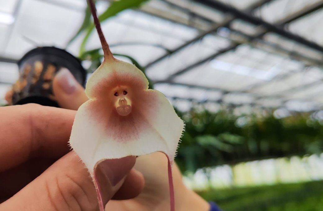 Vzácné "opičí orchideje" a tisíce dalších orchidejí z celé planety. Je tu výstava Klenoty pralesa