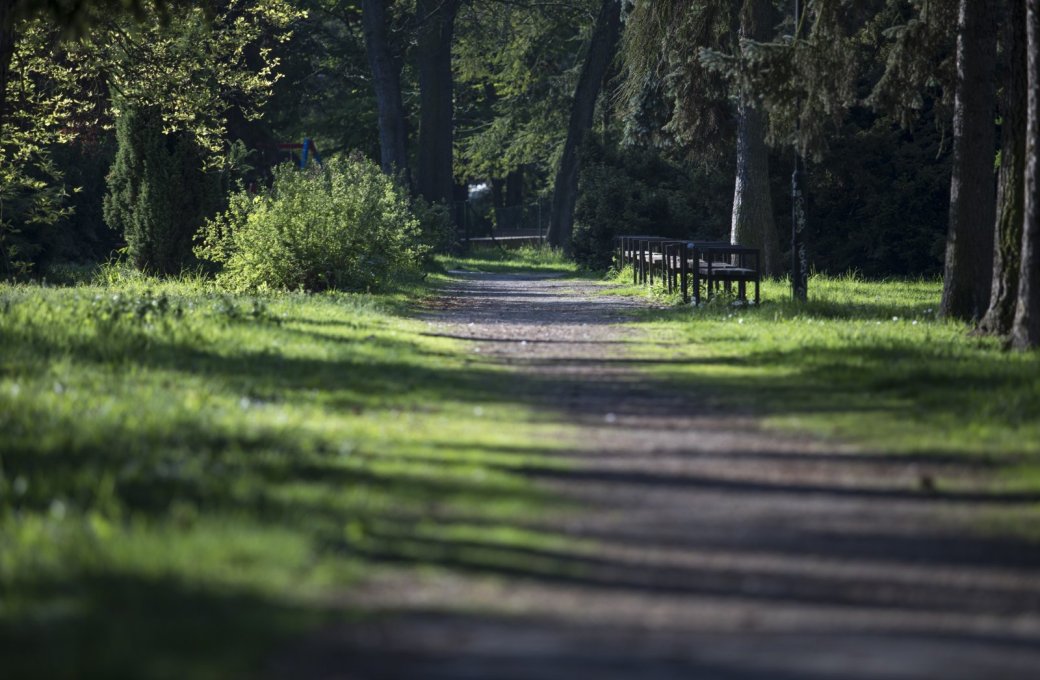 Olomoucké parky čeká sezonní údržba. Zmizí při ní některé porosty poškozených jehličnanů