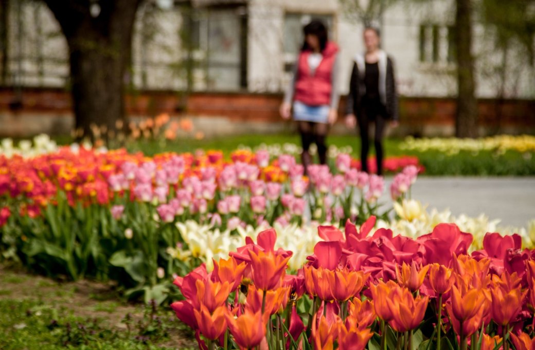  Flora Olomouc se po zimě otevírá veřejnosti a novými záhony zvelebuje parky i město