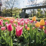 Jarní Flora láká na hlavní expozici Strom života