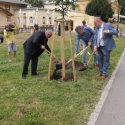 Lípa v Rudolfově aleji bude připomínat jejího zakladatele Rudolfa Jana