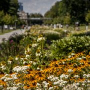 Nové trvalkové záhony na Rudolfově aleji potěší obyvatele Olomouce i drobné živočichy a hmyz