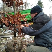 Nové stromy v parcích, další růže v rozáriu. O zeleň Výstaviště Flora pečuje i v zimě