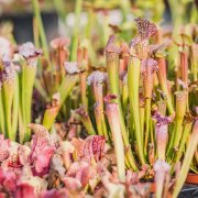 Masožravé liány i desítky let staré rostliny. Výstava Živé pasti ukáže vzácné unikáty