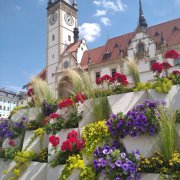 Olomouc - město květin. Výstaviště Flora jej obohatilo o jedinečná aranžmá i záhony