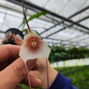 Letošní výstava orchidejí Klenoty pralesa překoná loňský ročník. K vidění bude ještě víc „opičích orchidejí“