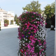 Květinová výzdoba z Flory zkrášlí v létě centrum města