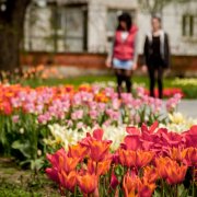  Flora Olomouc se po zimě otevírá veřejnosti a novými záhony zvelebuje parky i město